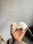 Albino Pet Mouse - 2