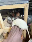 Albino Pet Mouse - 3