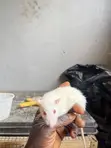 Albino Pet Mouse - 4