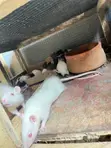 Albino Pet Mouse - 5