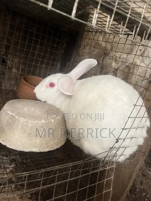 Pregnant Rabbits for Sale - 1