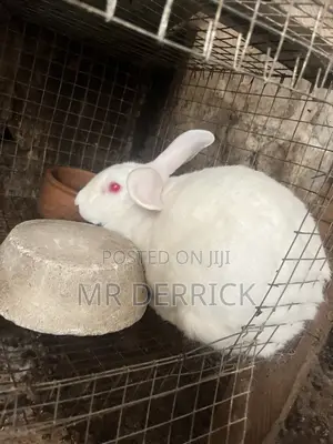 Pregnant Rabbits for Sale
