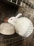 Pregnant Rabbits for Sale - 1