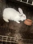 Pregnant Rabbits for Sale - 2
