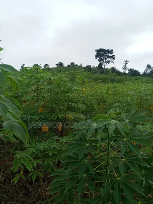 Farmland for Sale - Agona West Municipal