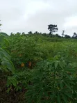 Farmland for Sale - Agona West Municipal - 1