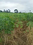 Farmland for Sale - Agona West Municipal - 2