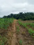 Farmland for Sale - Agona West Municipal - 3
