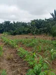 Farmland for Sale - Agona West Municipal - 4