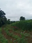 Farmland for Sale - Agona West Municipal - 5