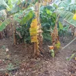 Land for Sale - New Legon (120x35 ft) - 1