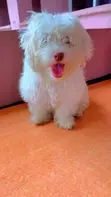 Purebred Poodle Puppy - 3-6 Months - 1