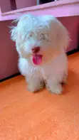 Purebred Poodle Puppy - 3-6 Months - 2