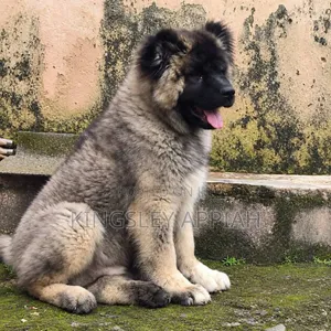 Purebred Caucasian Shepherd Male, 3-6 Months