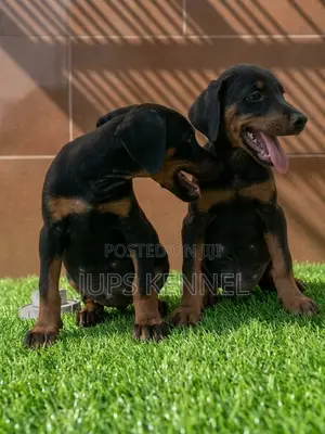 Purebred Doberman Pinscher Puppies (1-3 Months)