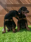 Purebred Doberman Pinscher Puppies (1-3 Months) - 1