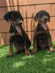 Purebred Doberman Pinscher Puppies (1-3 Months) - 2