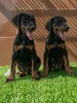 Purebred Doberman Pinscher Puppies (1-3 Months) - 3