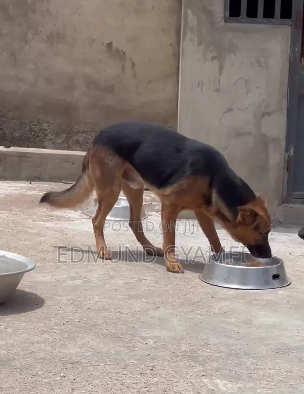 Purebred German Shepherd - 1+ Year Male - 1