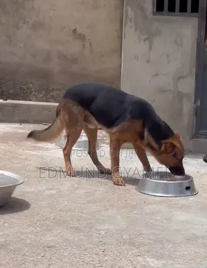 Purebred German Shepherd - 1+ Year Male