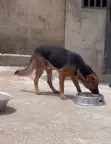 Purebred German Shepherd - 1+ Year Male - 1