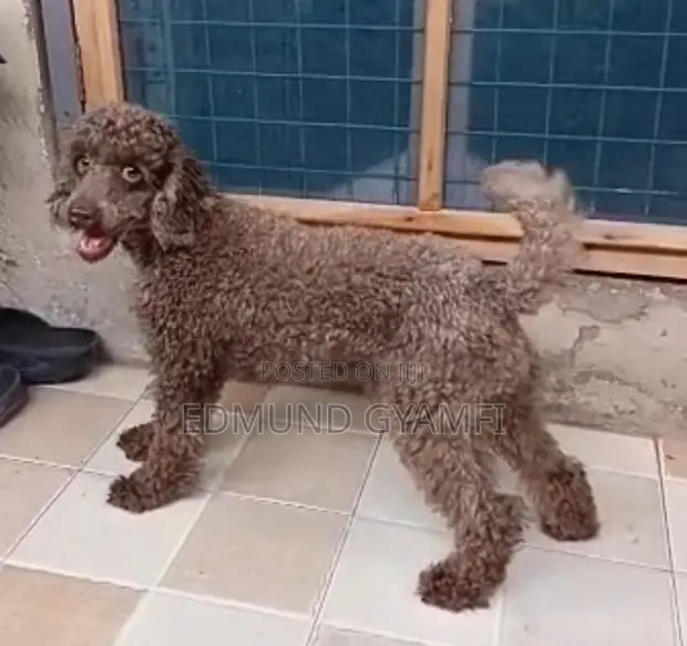 Male Purebred Miniature Poodle - 1+ Year Old - 1