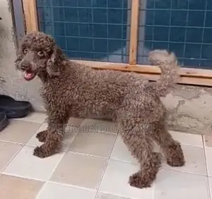 Male Purebred Miniature Poodle - 1+ Year Old