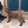 Male Purebred Miniature Poodle - 1+ Year Old - 2