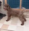 Male Purebred Miniature Poodle - 1+ Year Old - 3