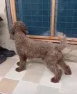 Male Purebred Miniature Poodle - 1+ Year Old - 4