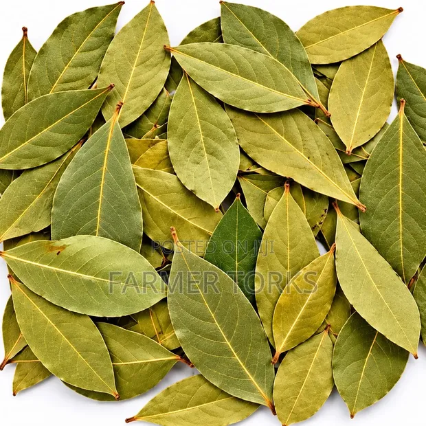 Bay Leaves - 1