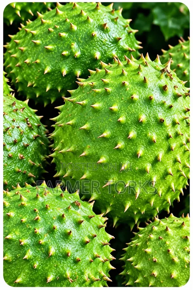 Fresh Soursop Fruit - 1