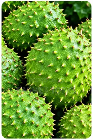 Fresh Soursop Fruit