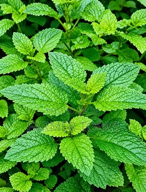 Fresh Mint Leaves
