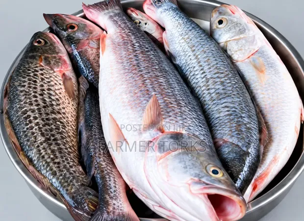 Cassava Fish - 1