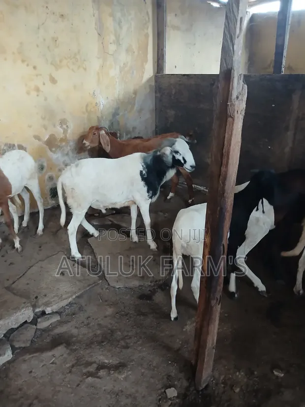 Healthy Ram for Meat or Breeding - 1