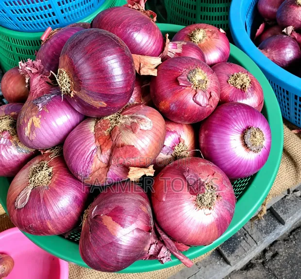 Basket of Onions - 1
