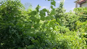 Land for Sale at Atimatim-Essen