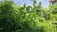 Land for Sale at Atimatim-Essen - 1