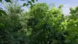 Land for Sale at Atimatim-Essen - 3