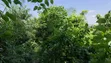 Land for Sale at Atimatim-Essen - 5