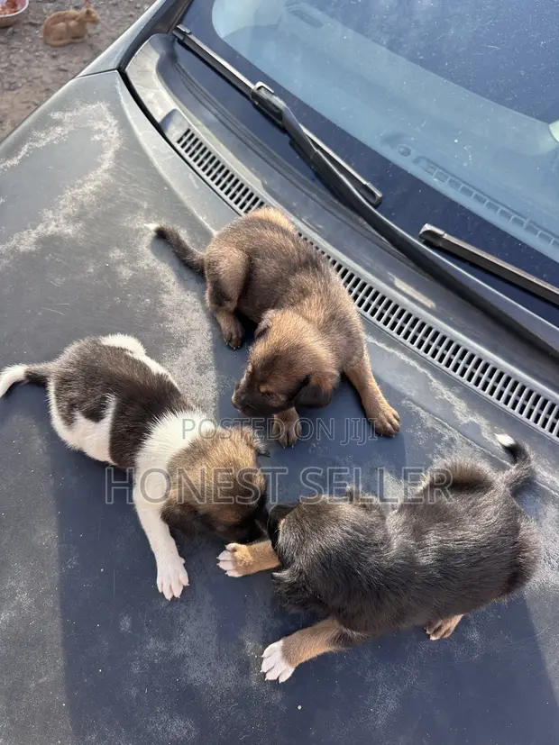Male Mixed Breed Dog, 1-3 Months Old - 1
