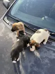 Male Mixed Breed Dog, 1-3 Months Old - 2