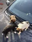 Male Mixed Breed Dog, 1-3 Months Old - 3
