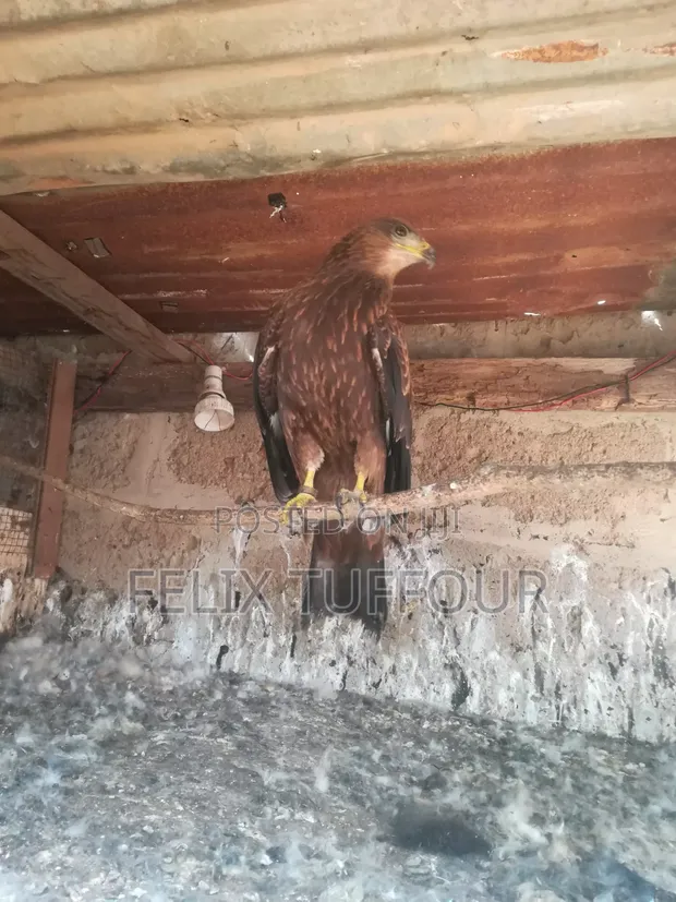 Bird Hawks - 1