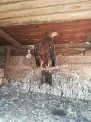 Bird Hawks