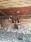 Bird Hawks - 1