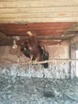 Bird Hawks - 2