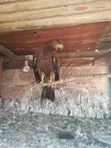Bird Hawks - 3