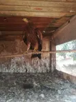 Bird Hawks - 4